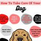 Essential Steps to Best Dog Care Tips | My Caring Dog – Tips, Stories, and Care Guides for Loving Pet Owners