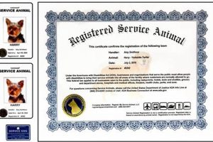Essential Service Dog Certificate Guide & FAQs | My Caring Dog – Tips, Stories, and Care Guides for Loving Pet Owners