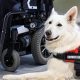 Best Dogs for Disabilities: Car Travel Companions | My Caring Dog – Tips, Stories, and Care Guides for Loving Pet Owners