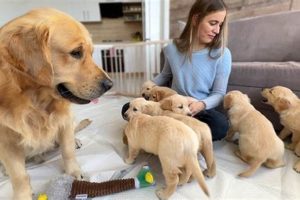Do Dog Dads Help with Puppies? A Guide | My Caring Dog – Tips, Stories, and Care Guides for Loving Pet Owners