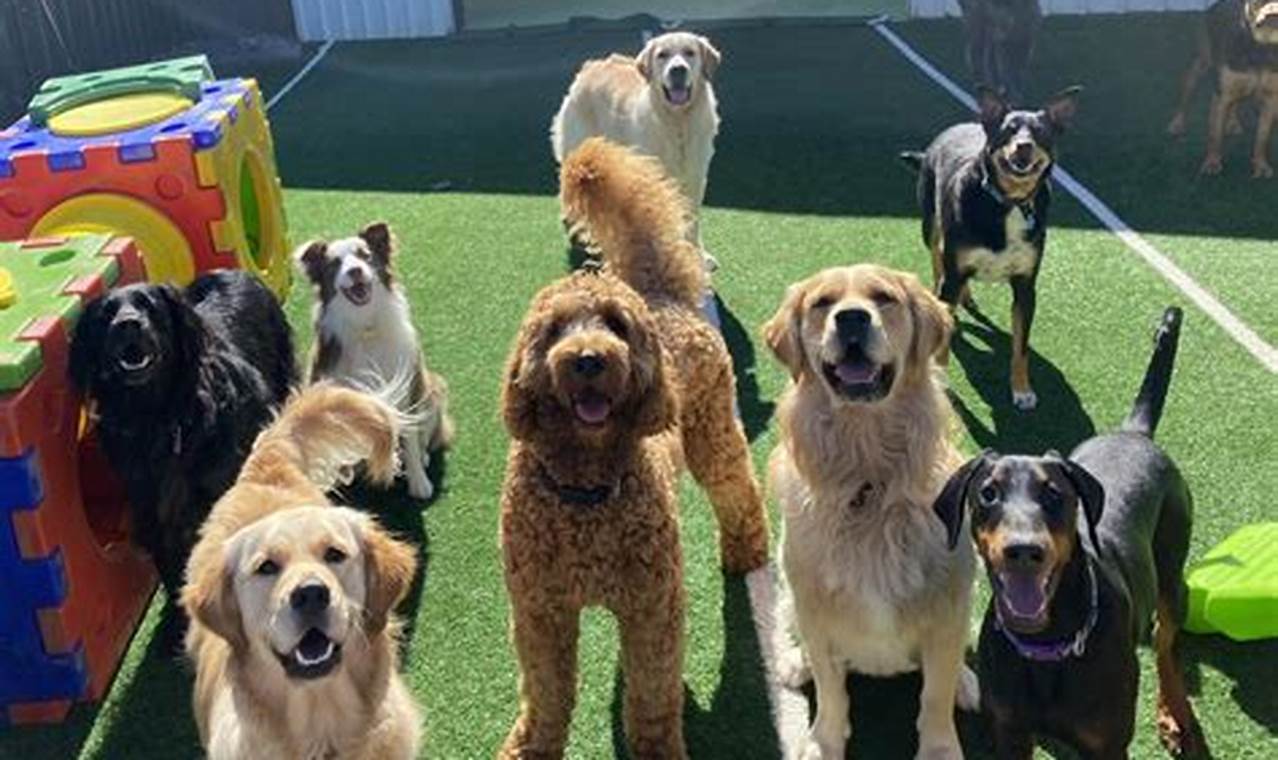 Top-Rated Dog Gone Doggy Day Care Services | My Caring Dog – Tips, Stories, and Care Guides for Loving Pet Owners