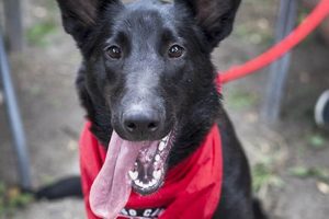 Chicago Canine My Caring Dog – Tips, Stories, and Care Guides for Loving Pet Owners Chicago Canine | My Caring Dog – Tips, Stories, and Care Guides for Loving Pet Owners