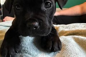 Find Free Puppies in Medford, OR Today! | My Caring Dog – Tips, Stories, and Care Guides for Loving Pet Owners