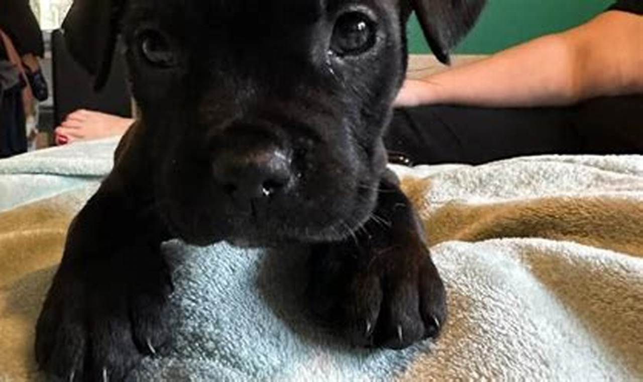 Find Free Puppies in Medford, OR Today! | My Caring Dog – Tips, Stories, and Care Guides for Loving Pet Owners