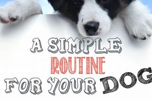 Daily Dog Routine | My Caring Dog – Tips, Stories, and Care Guides for Loving Pet Owners