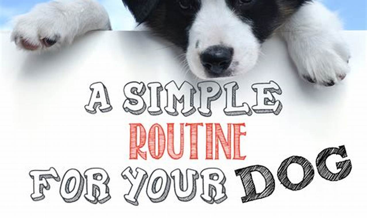 Daily Dog Routine | My Caring Dog – Tips, Stories, and Care Guides for Loving Pet Owners