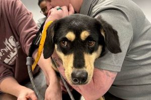 Best St. Louis Humane Society: Adopt a Car Dog | My Caring Dog – Tips, Stories, and Care Guides for Loving Pet Owners