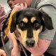 Best St. Louis Humane Society: Adopt a Car Dog | My Caring Dog – Tips, Stories, and Care Guides for Loving Pet Owners