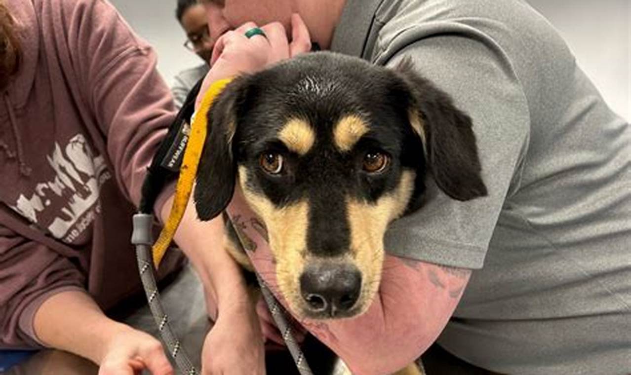 Best St. Louis Humane Society: Adopt a Car Dog | My Caring Dog – Tips, Stories, and Care Guides for Loving Pet Owners