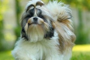 Top Dog-Friendly Places Near Me | Car Dog | My Caring Dog – Tips, Stories, and Care Guides for Loving Pet Owners
