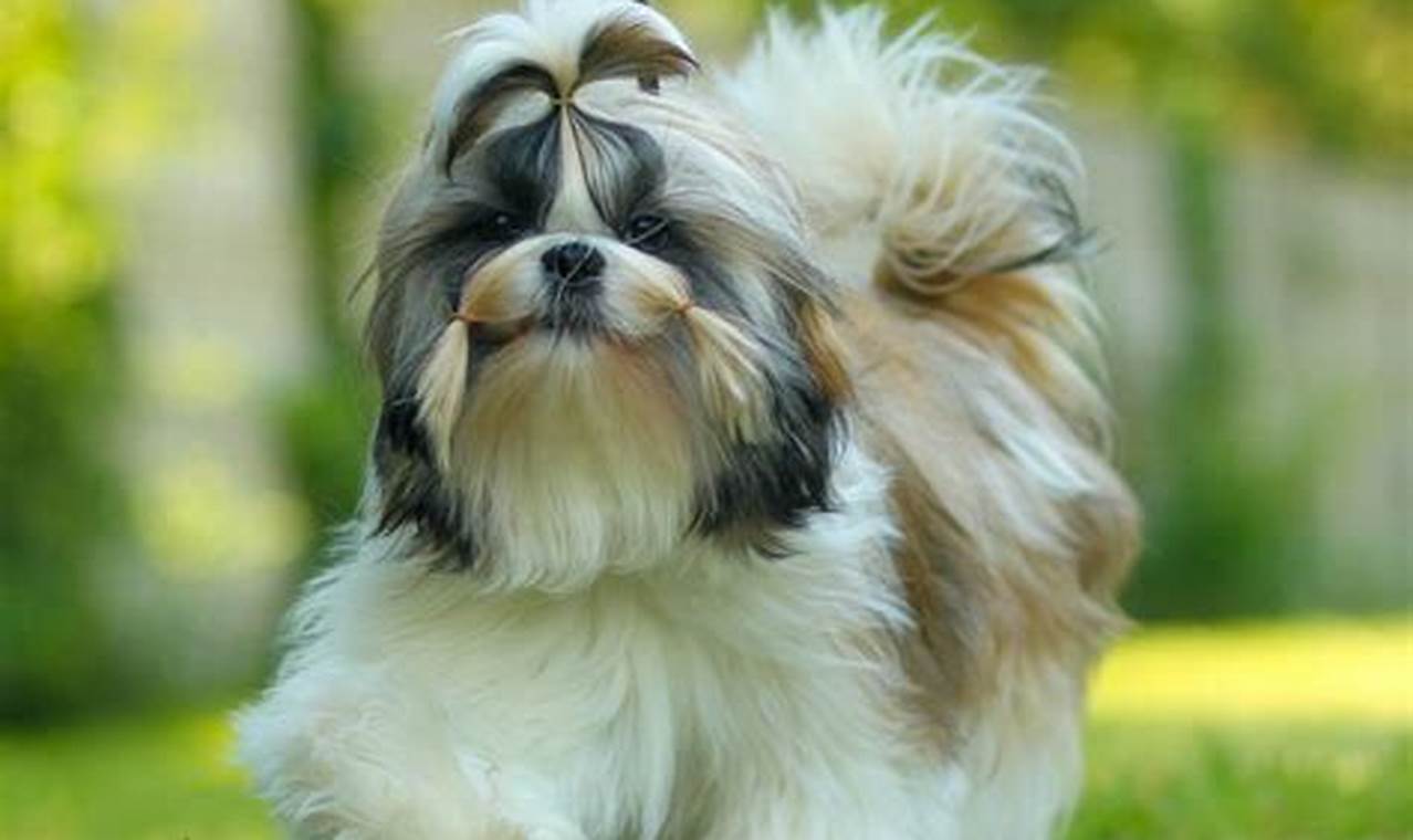 Top Dog-Friendly Places Near Me | Car Dog My Caring Dog – Tips, Stories, and Care Guides for Loving Pet Owners Top Dog-Friendly Places Near Me | Car Dog | My Caring Dog – Tips, Stories, and Care Guides for Loving Pet Owners