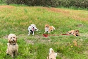 The Best Bright Days Dog Care & Boarding | My Caring Dog – Tips, Stories, and Care Guides for Loving Pet Owners