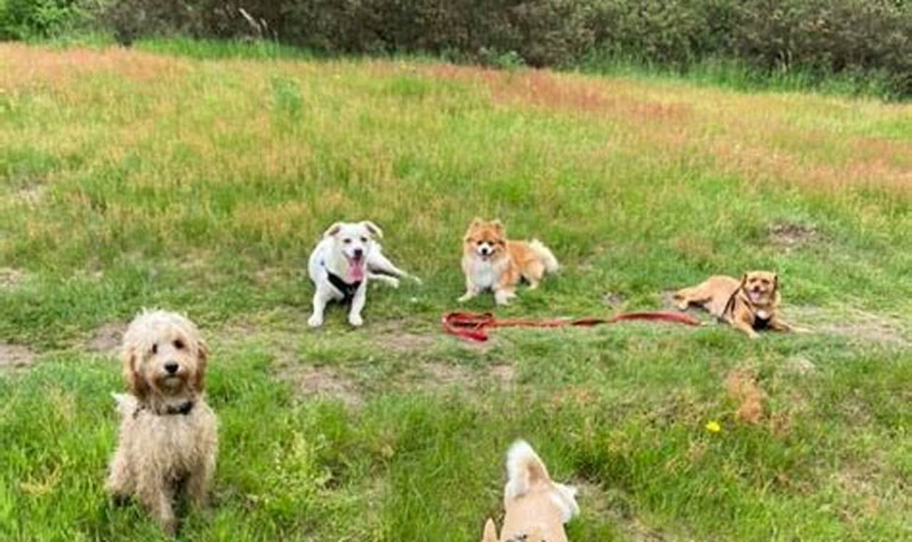 The Best Bright Days Dog Care & Boarding My Caring Dog – Tips, Stories, and Care Guides for Loving Pet Owners The Best Bright Days Dog Care & Boarding | My Caring Dog – Tips, Stories, and Care Guides for Loving Pet Owners