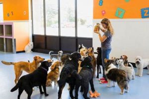Houston Dog Day Care | My Caring Dog – Tips, Stories, and Care Guides for Loving Pet Owners