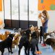 Houston Dog Day Care | My Caring Dog – Tips, Stories, and Care Guides for Loving Pet Owners