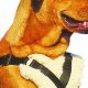 Best Travelin' Dog Car Harnesses for Safe Rides | My Caring Dog – Tips, Stories, and Care Guides for Loving Pet Owners