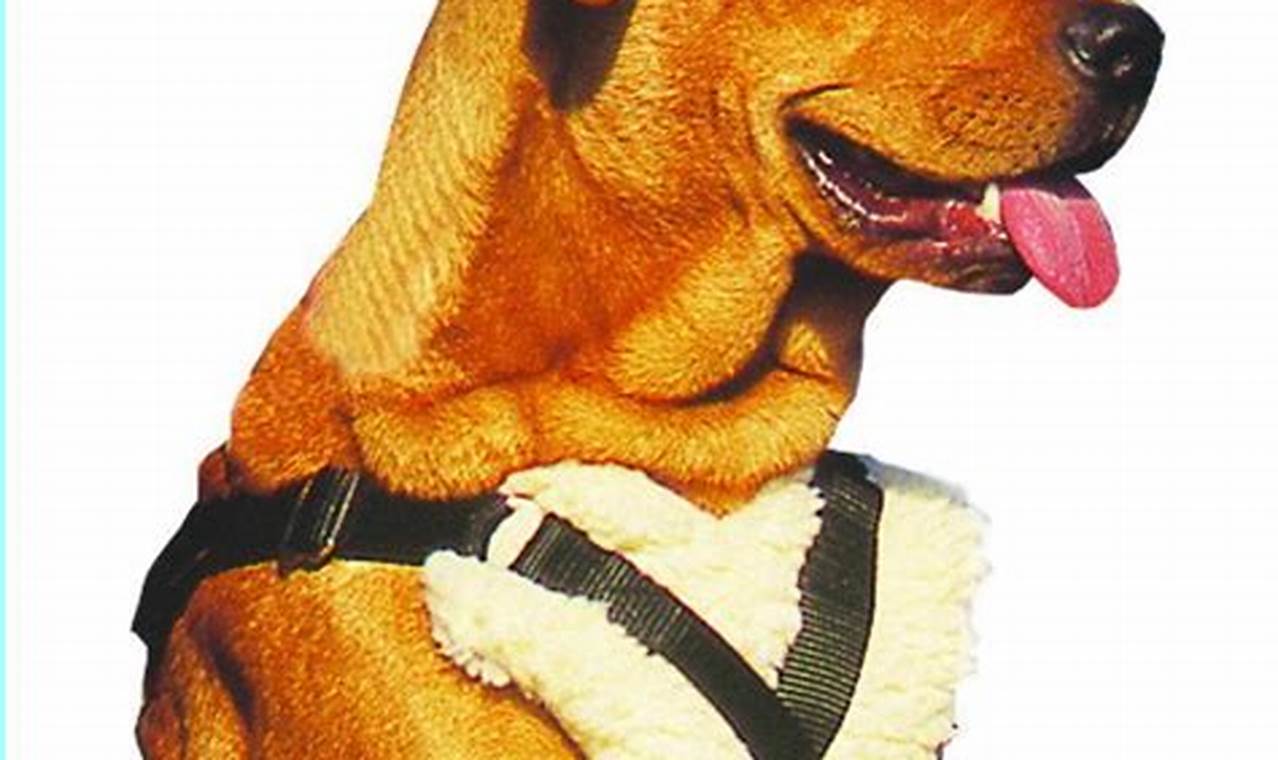 Best Travelin' Dog Car Harnesses for Safe Rides | My Caring Dog – Tips, Stories, and Care Guides for Loving Pet Owners