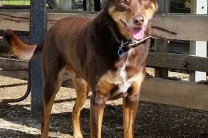 Best K9 Place: Car Dog Travel Guide | My Caring Dog – Tips, Stories, and Care Guides for Loving Pet Owners