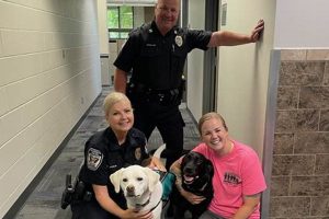 Best Service Dogs in MN: Your Guide | My Caring Dog – Tips, Stories, and Care Guides for Loving Pet Owners