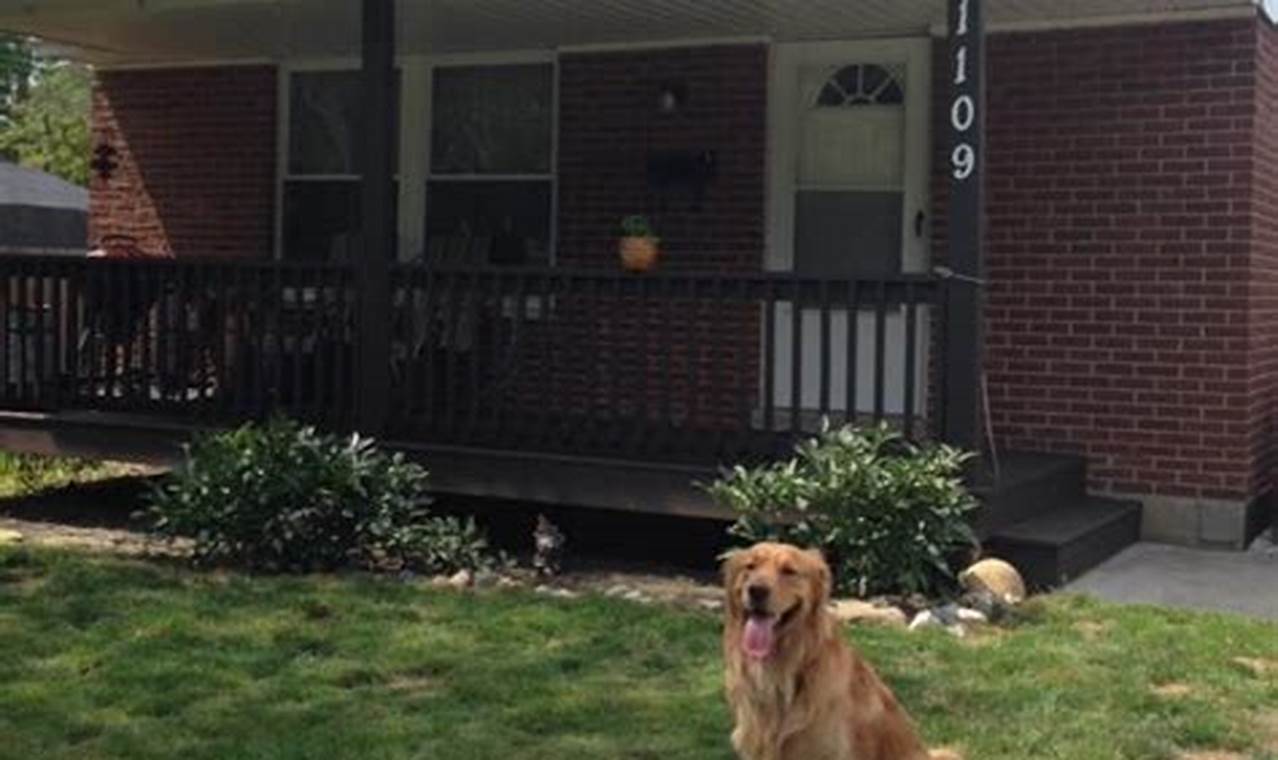 Top Dog Day Care in Bay City, MI | My Caring Dog – Tips, Stories, and Care Guides for Loving Pet Owners