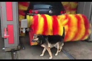 Never Let This Happen: Dog in Car Wash Roller Horror! | My Caring Dog – Tips, Stories, and Care Guides for Loving Pet Owners