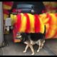 Never Let This Happen: Dog in Car Wash Roller Horror! | My Caring Dog – Tips, Stories, and Care Guides for Loving Pet Owners