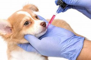 Dog After Heartworm Vaccine: Care Tips & Guide | My Caring Dog – Tips, Stories, and Care Guides for Loving Pet Owners