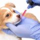 Dog After Heartworm Vaccine: Care Tips & Guide | My Caring Dog – Tips, Stories, and Care Guides for Loving Pet Owners
