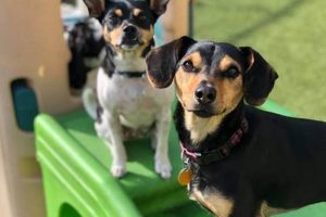 Top Dog Day Care in Milwaukee, WI | My Caring Dog – Tips, Stories, and Care Guides for Loving Pet Owners
