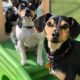 Top Dog Day Care in Milwaukee, WI | My Caring Dog – Tips, Stories, and Care Guides for Loving Pet Owners