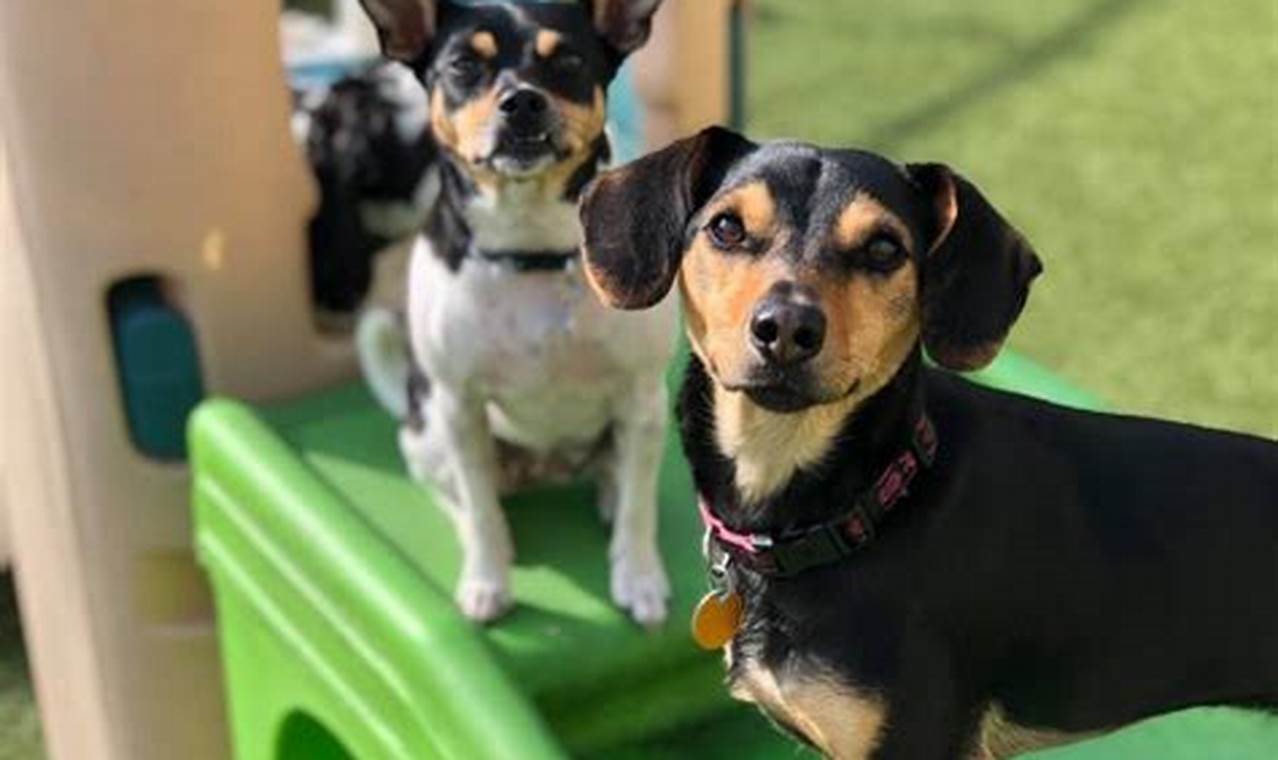 Top Dog Day Care in Milwaukee, WI | My Caring Dog – Tips, Stories, and Care Guides for Loving Pet Owners