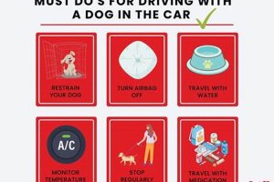 Dog Car Safety Laws: State by State Guide | My Caring Dog – Tips, Stories, and Care Guides for Loving Pet Owners
