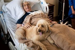 Caring for Your Canine Car Companion: The Dog Patient | My Caring Dog – Tips, Stories, and Care Guides for Loving Pet Owners