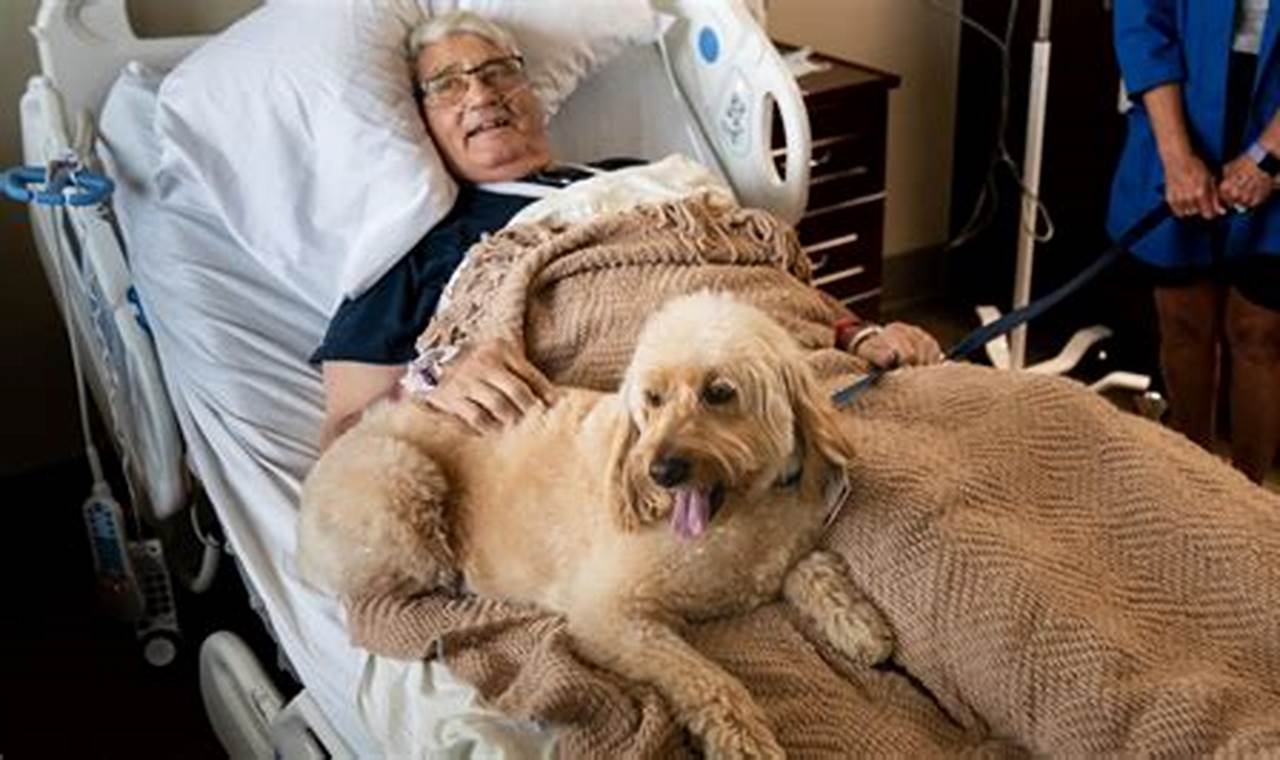 Caring for Your Canine Car Companion: The Dog Patient | My Caring Dog – Tips, Stories, and Care Guides for Loving Pet Owners