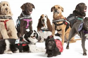 Find Pet Therapy Programs Near You | Dog Edition | My Caring Dog – Tips, Stories, and Care Guides for Loving Pet Owners