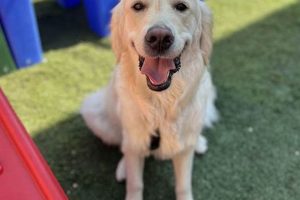 Best Dog Day Care in Lombard IL: Top Centers | My Caring Dog – Tips, Stories, and Care Guides for Loving Pet Owners