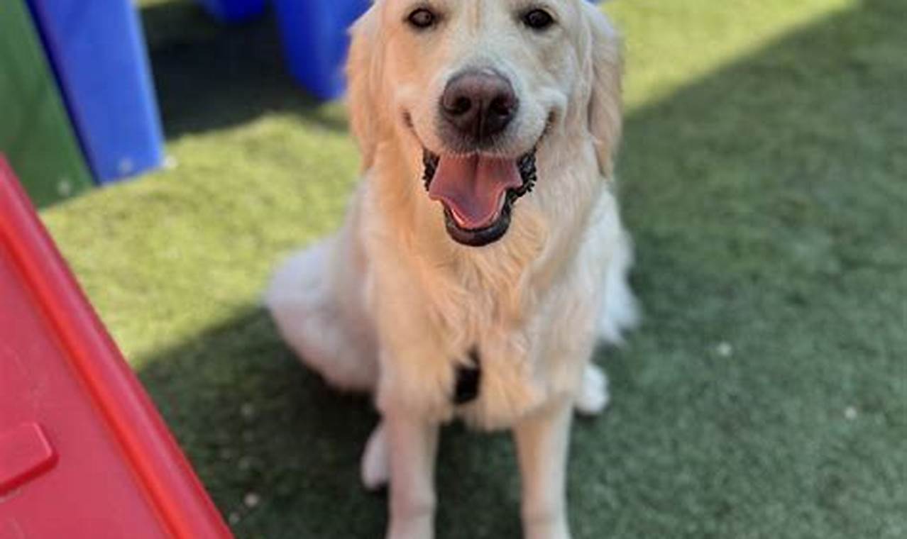 Best Dog Day Care in Lombard IL: Top Centers | My Caring Dog – Tips, Stories, and Care Guides for Loving Pet Owners