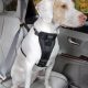 Best Kurgo Car Harness for Dogs: Safe Travel | My Caring Dog – Tips, Stories, and Care Guides for Loving Pet Owners