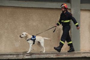 Best Service Dogs in the United States: A Guide | My Caring Dog – Tips, Stories, and Care Guides for Loving Pet Owners