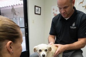 Best Chiropractic Care for Dogs: A Guide | My Caring Dog – Tips, Stories, and Care Guides for Loving Pet Owners