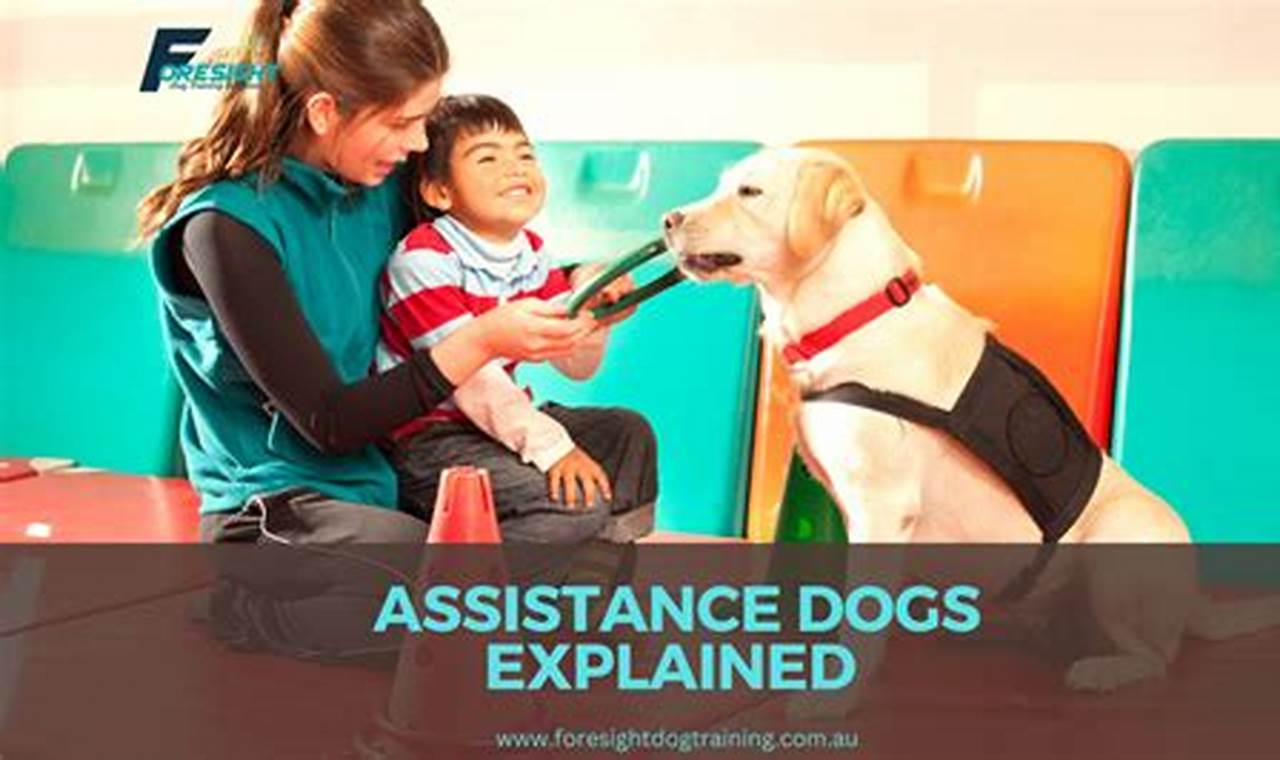 Car Safety Tips: Helping Dogs Travel Safely | My Caring Dog – Tips, Stories, and Care Guides for Loving Pet Owners