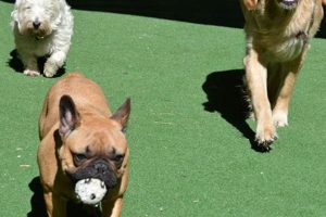 Top-Rated Dog House Day Care: Safe & Fun! | My Caring Dog – Tips, Stories, and Care Guides for Loving Pet Owners
