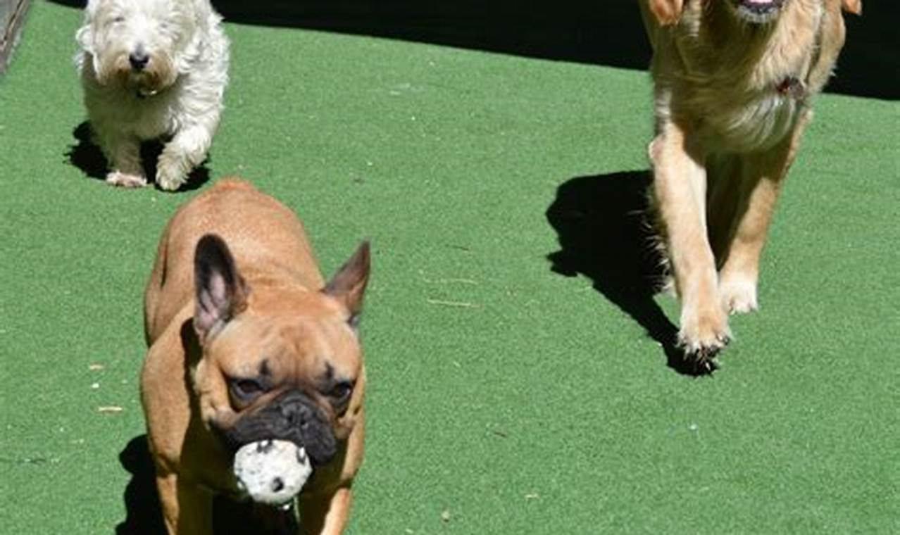 Top-Rated Dog House Day Care: Safe & Fun! | My Caring Dog – Tips, Stories, and Care Guides for Loving Pet Owners