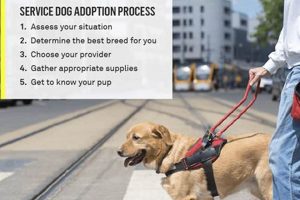 Get a Free Service Dog in Illinois: Your Guide | My Caring Dog – Tips, Stories, and Care Guides for Loving Pet Owners