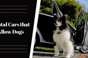 Best Pet-Friendly Car Rentals for Your Dog | My Caring Dog – Tips, Stories, and Care Guides for Loving Pet Owners