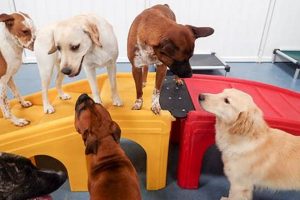 Essential Dog Care Tips for 3 Days Away | My Caring Dog – Tips, Stories, and Care Guides for Loving Pet Owners