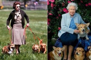 Royal Dog Care: Who Tends to the Queen's Corgis? My Caring Dog – Tips, Stories, and Care Guides for Loving Pet Owners Royal Dog Care: Who Tends to the Queen's Corgis? | My Caring Dog – Tips, Stories, and Care Guides for Loving Pet Owners