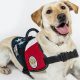 Find PTSD Service Dogs Near You | My Caring Dog – Tips, Stories, and Care Guides for Loving Pet Owners