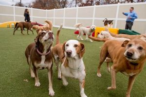 Best Overnight Dog Day Care Jobs: Find Your Dream Position | My Caring Dog – Tips, Stories, and Care Guides for Loving Pet Owners