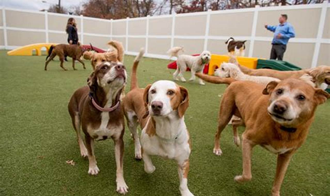 Best Overnight Dog Day Care Jobs: Find Your Dream Position | My Caring Dog – Tips, Stories, and Care Guides for Loving Pet Owners